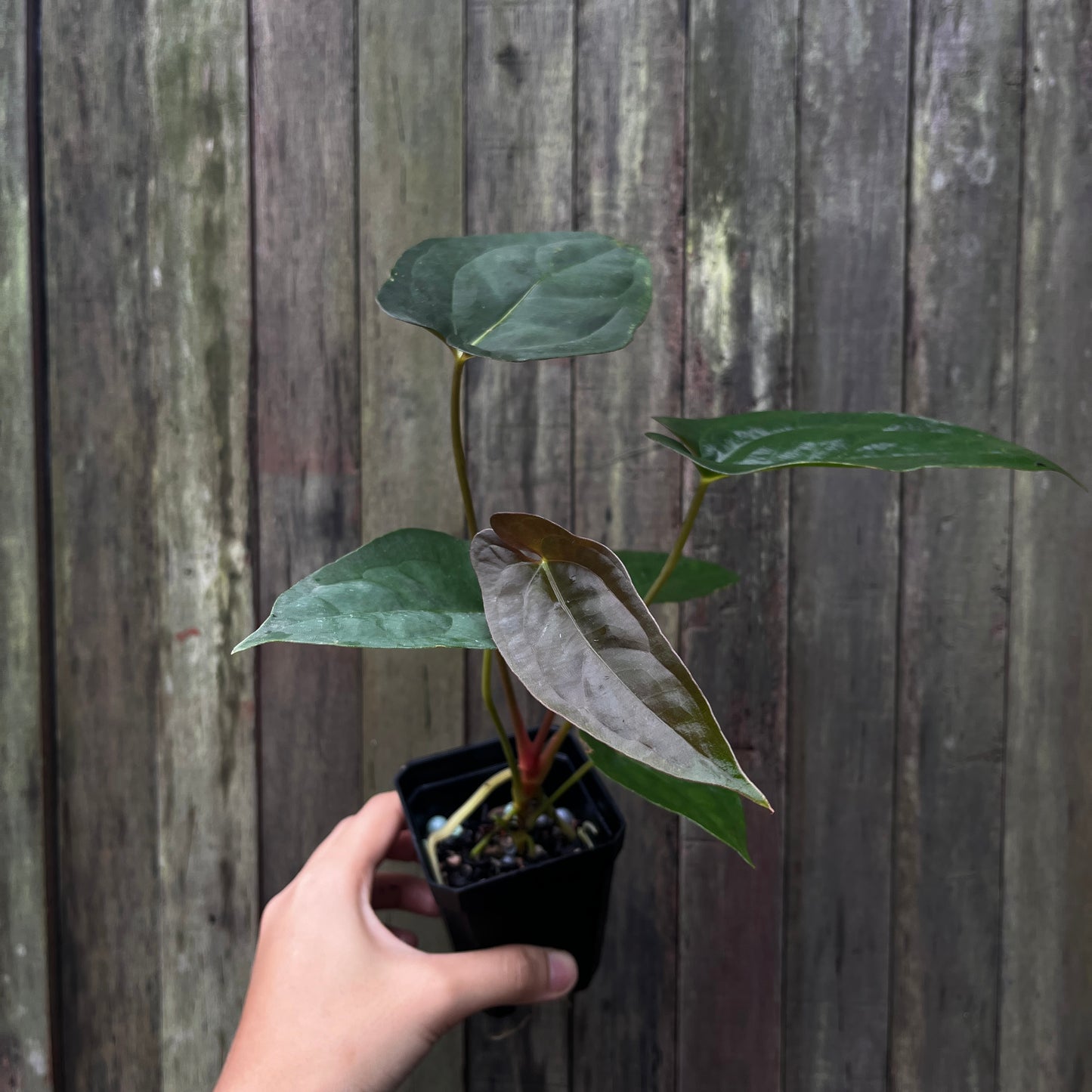 Anthurium Blue Papillilaminum x Fort Sherman