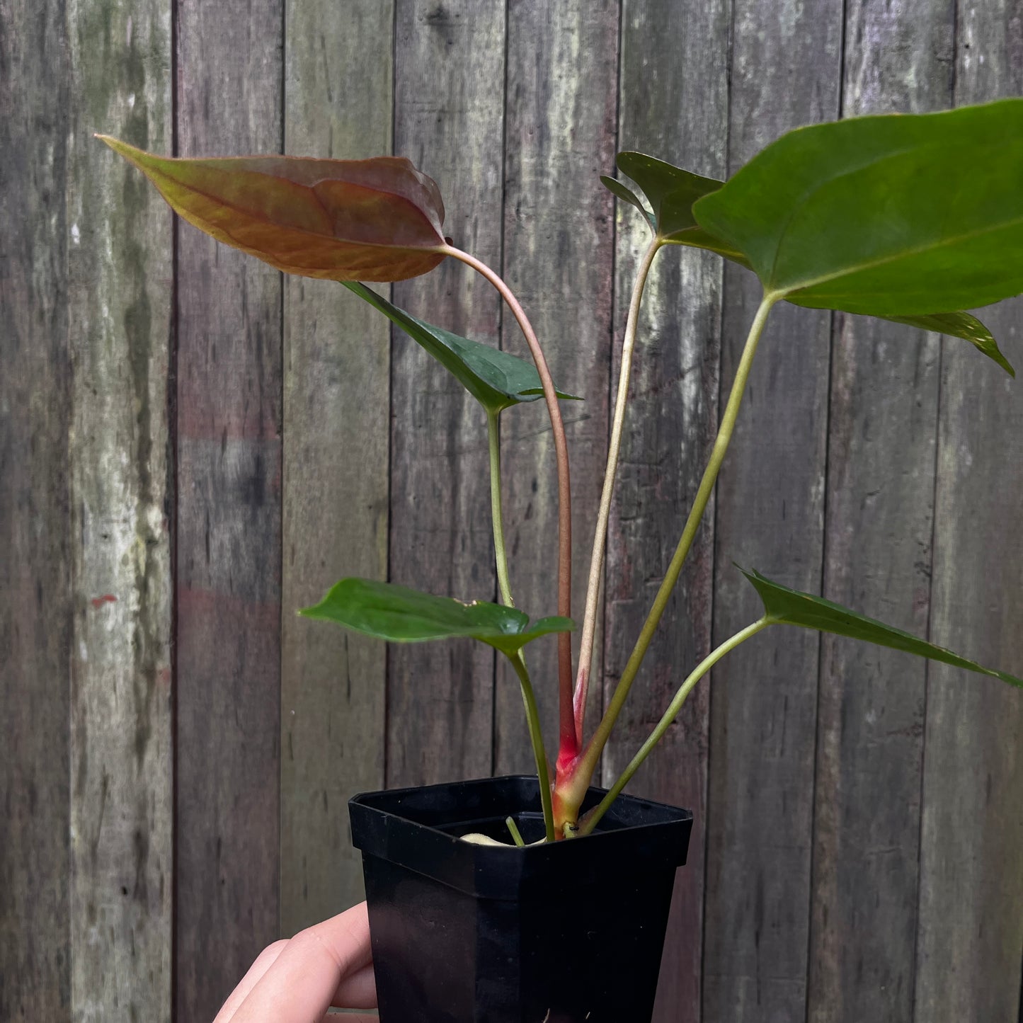 Anthurium Blue Papillilaminum x Fort Sherman