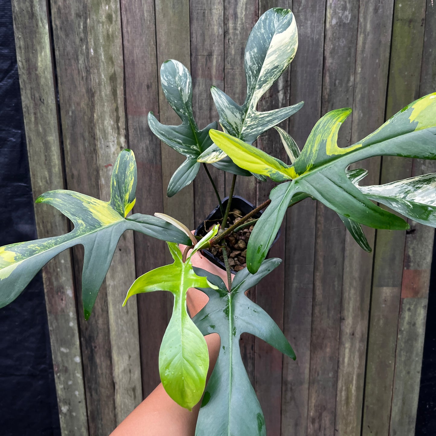 Philodendron Florida Beauty Variegata (A)