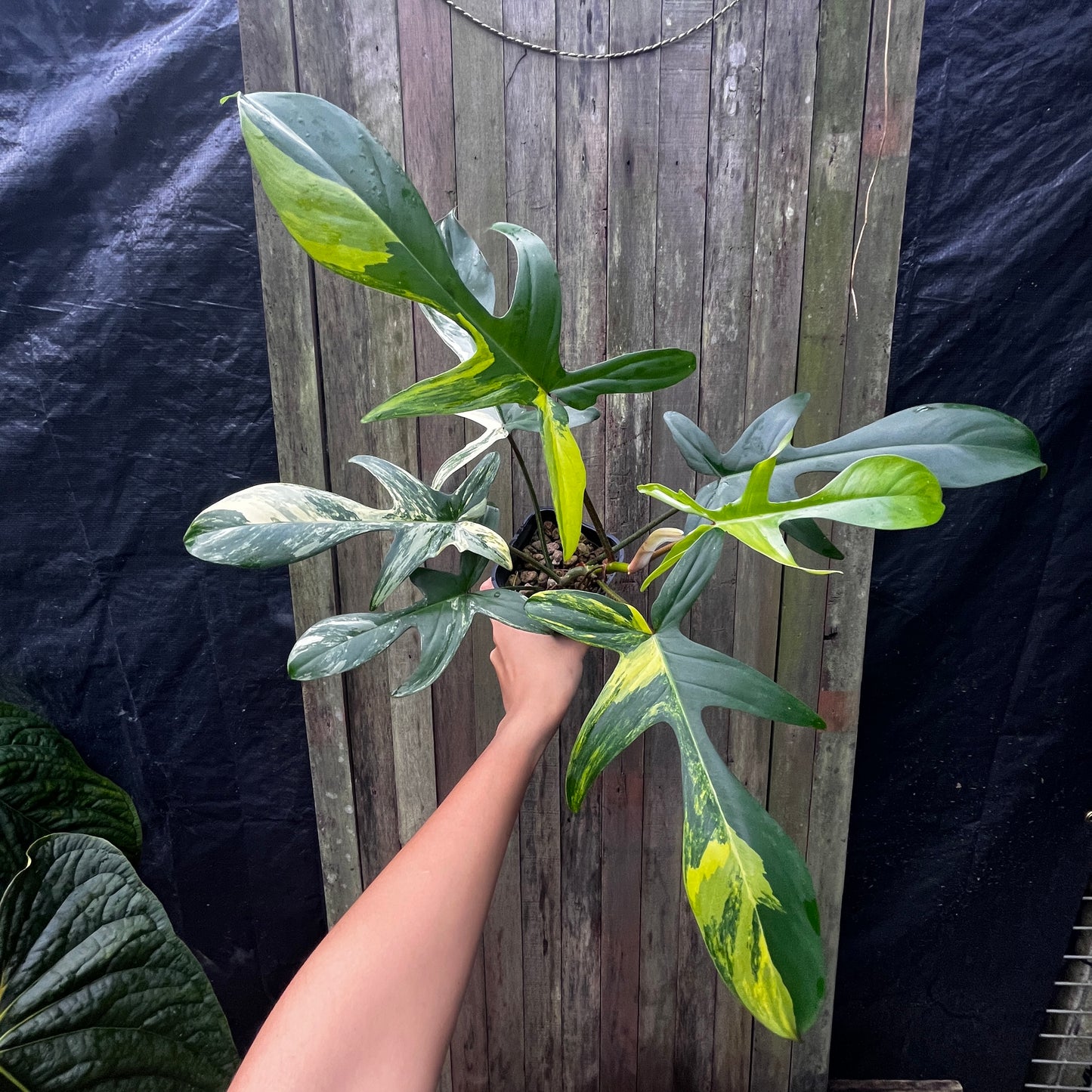 Philodendron Florida Beauty Variegata (A)