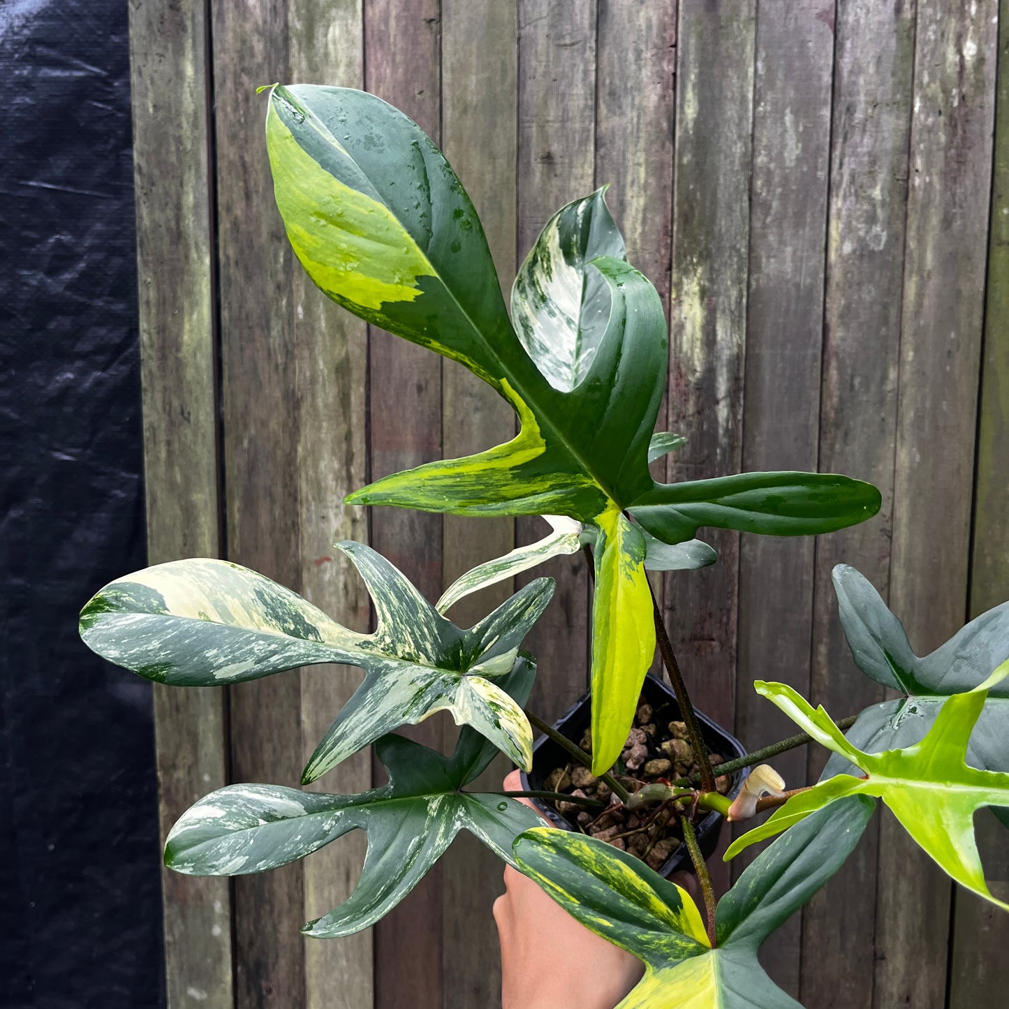 Philodendron Florida Beauty Variegata (A)
