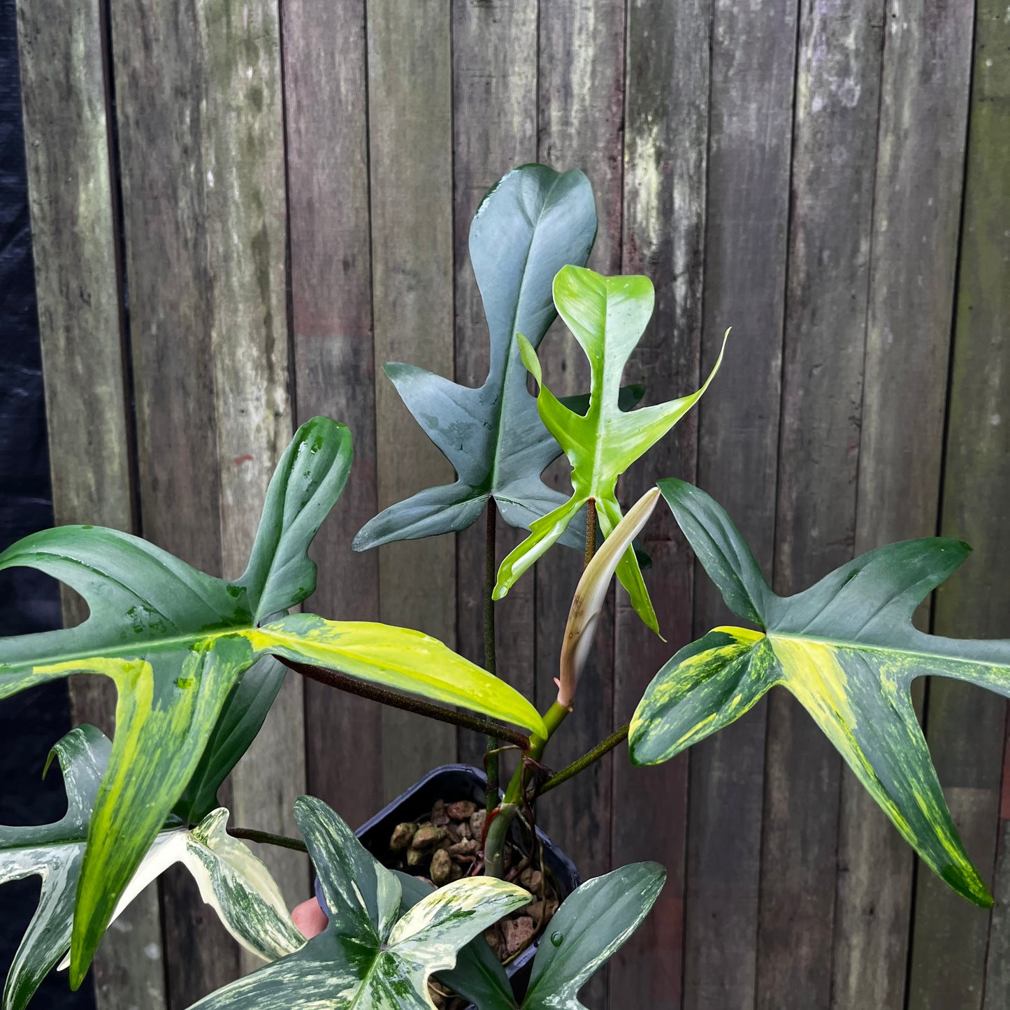 Philodendron Florida Beauty Variegata (A)