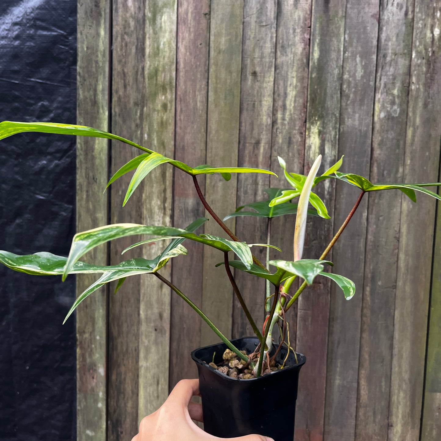 Philodendron Florida Beauty Variegata (A)