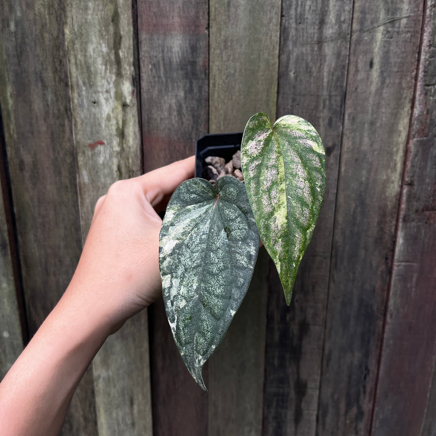 Piper Sylvaticum Variegata (B)
