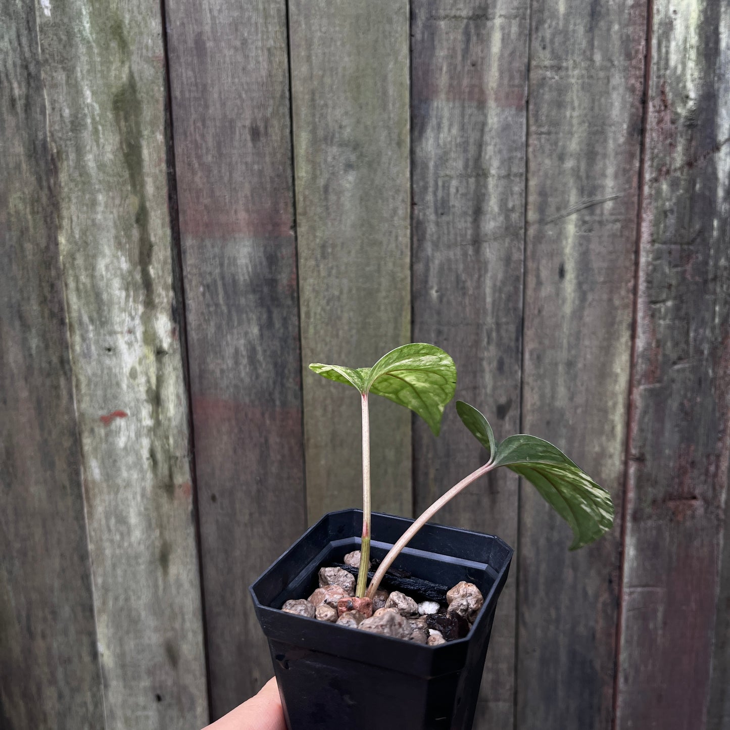 Piper Sylvaticum Variegata (B)