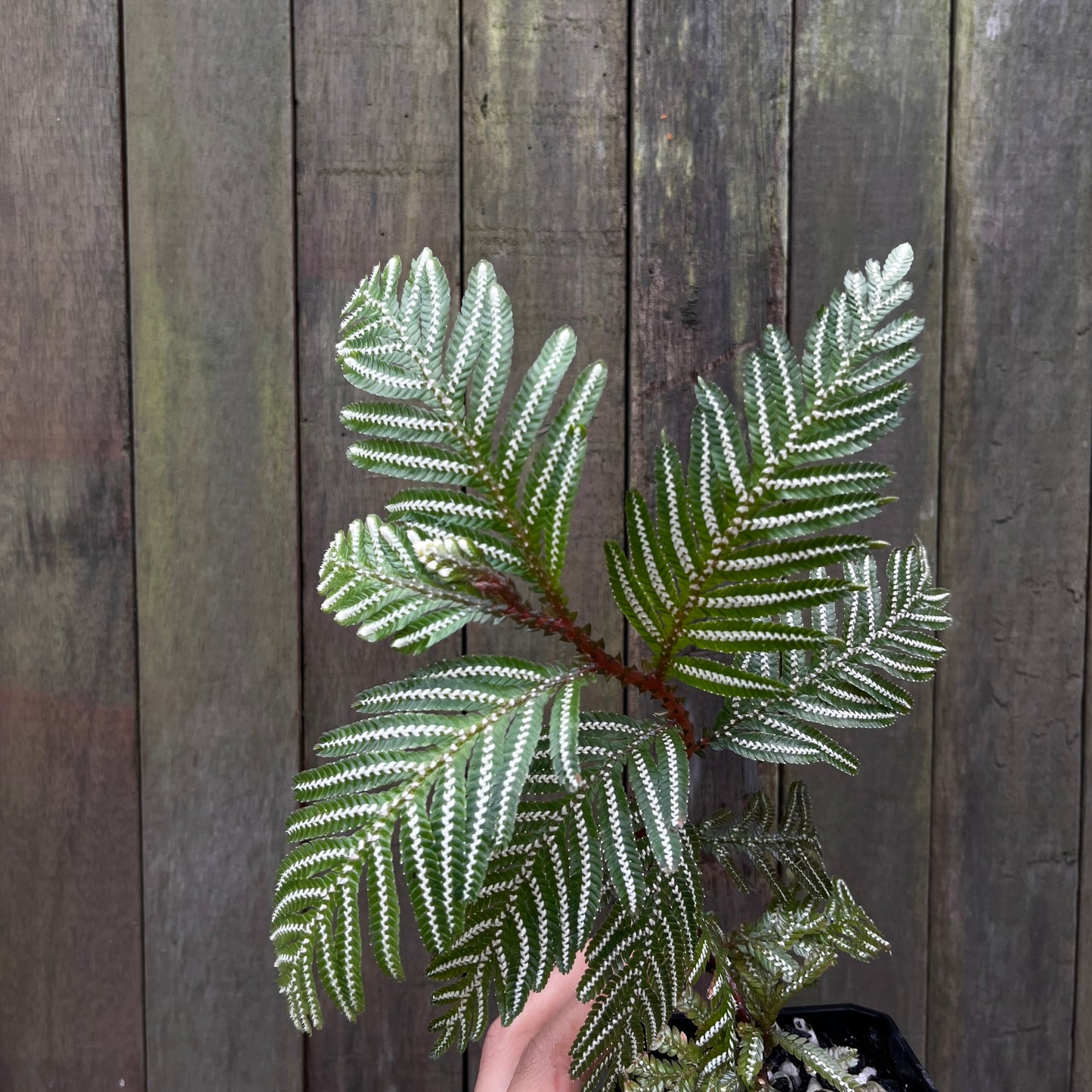 Selaginella Picta