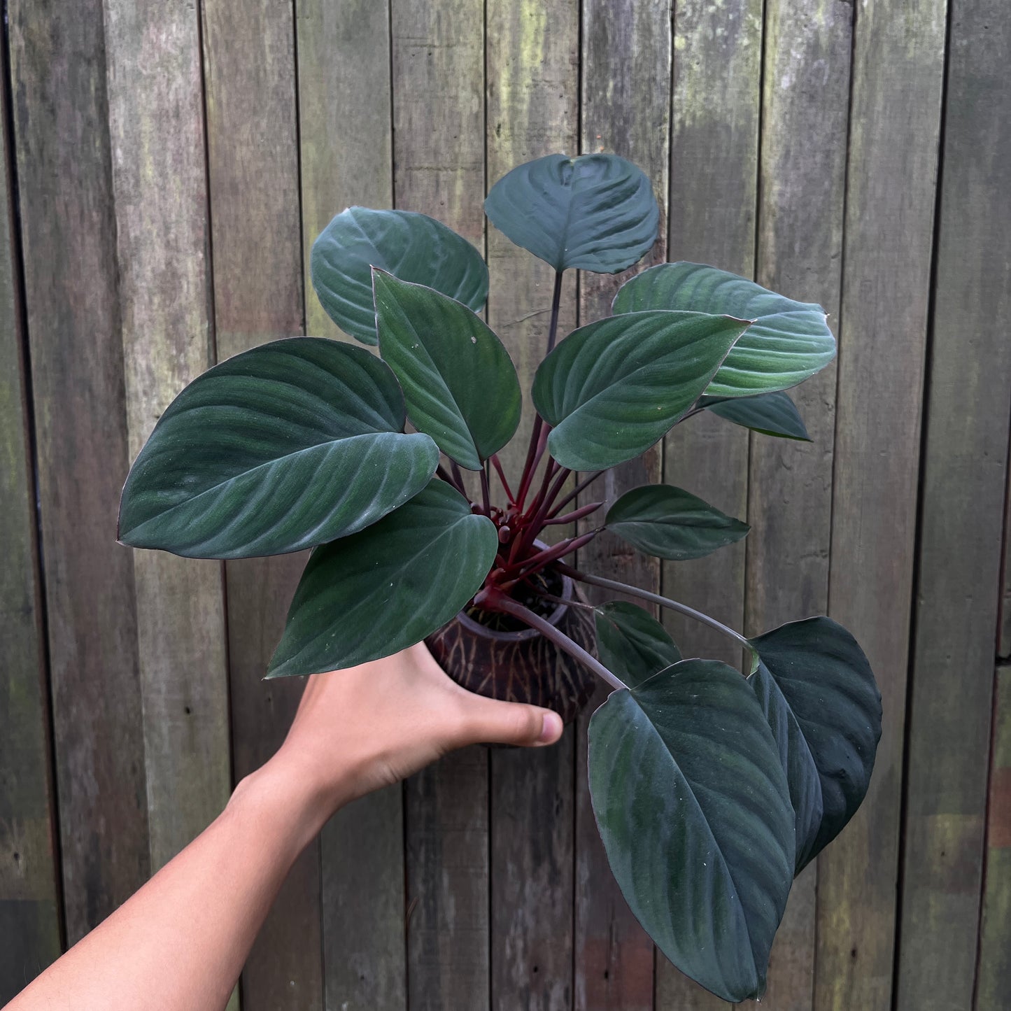 Homalomena sp