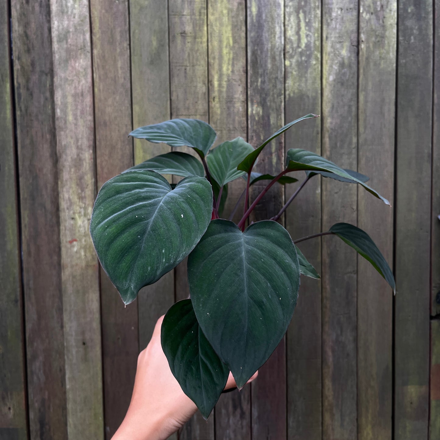 Homalomena sp