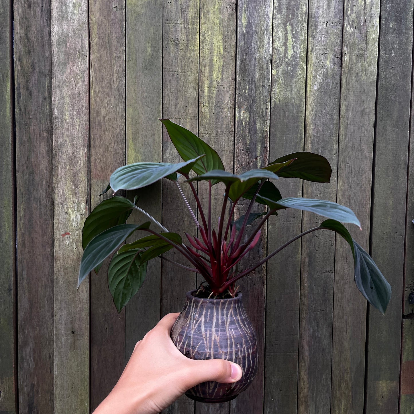 Homalomena sp