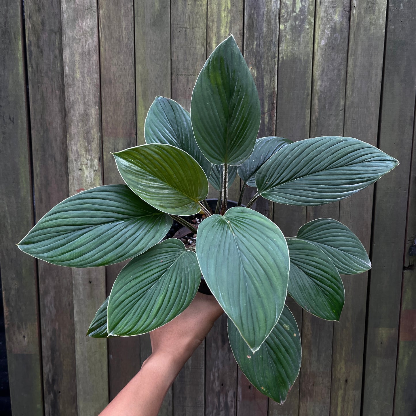 Homalomena sp