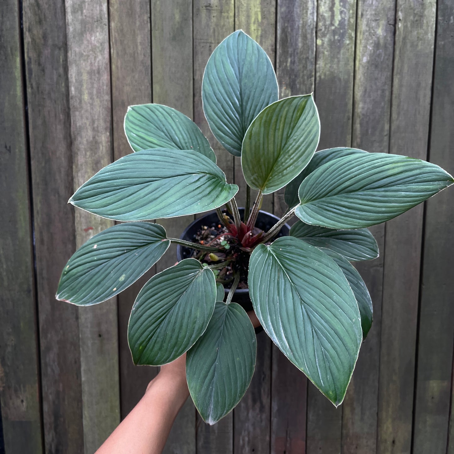 Homalomena sp