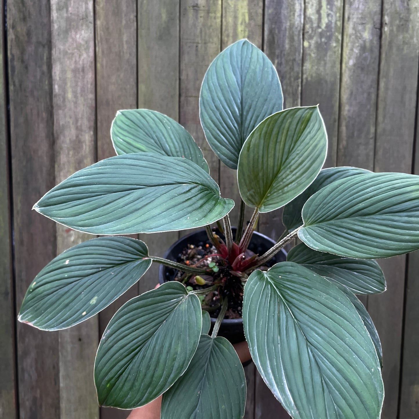 Homalomena sp