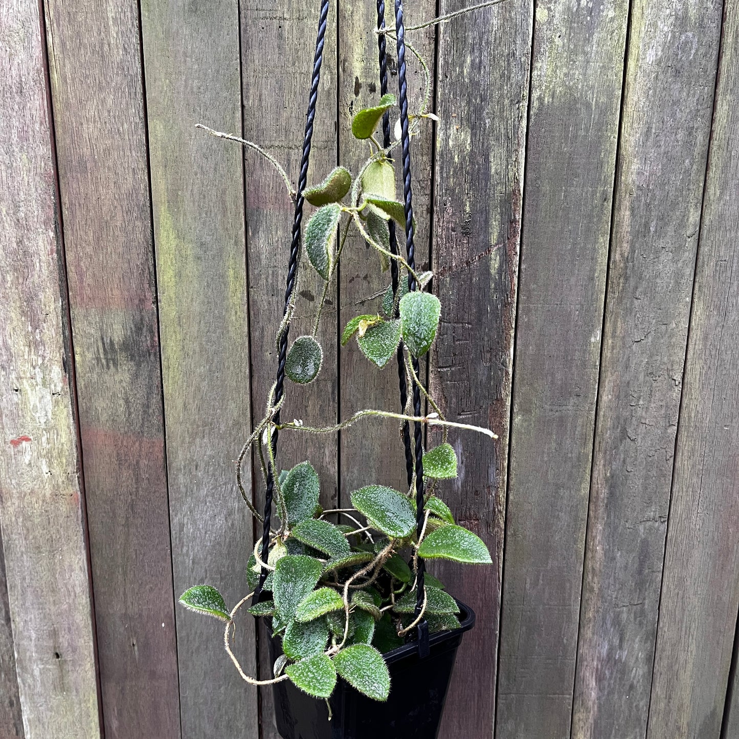 Hoya Thomsonii