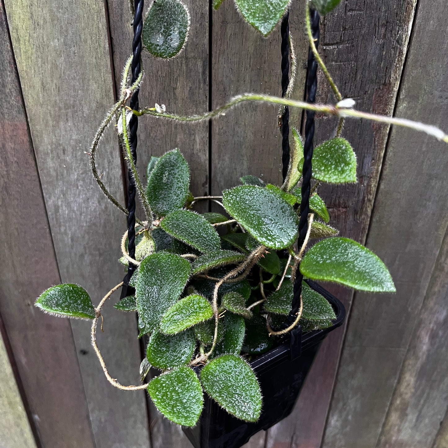 Hoya Thomsonii