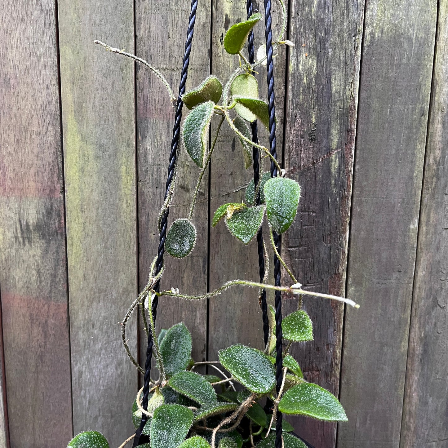 Hoya Thomsonii