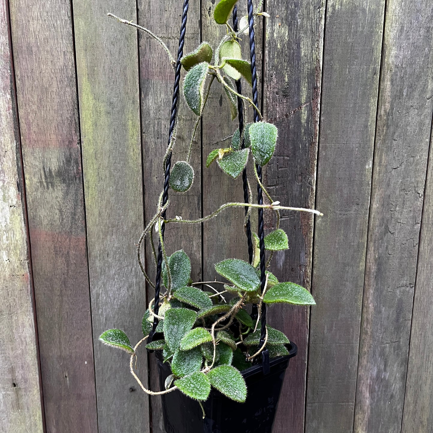 Hoya Thomsonii