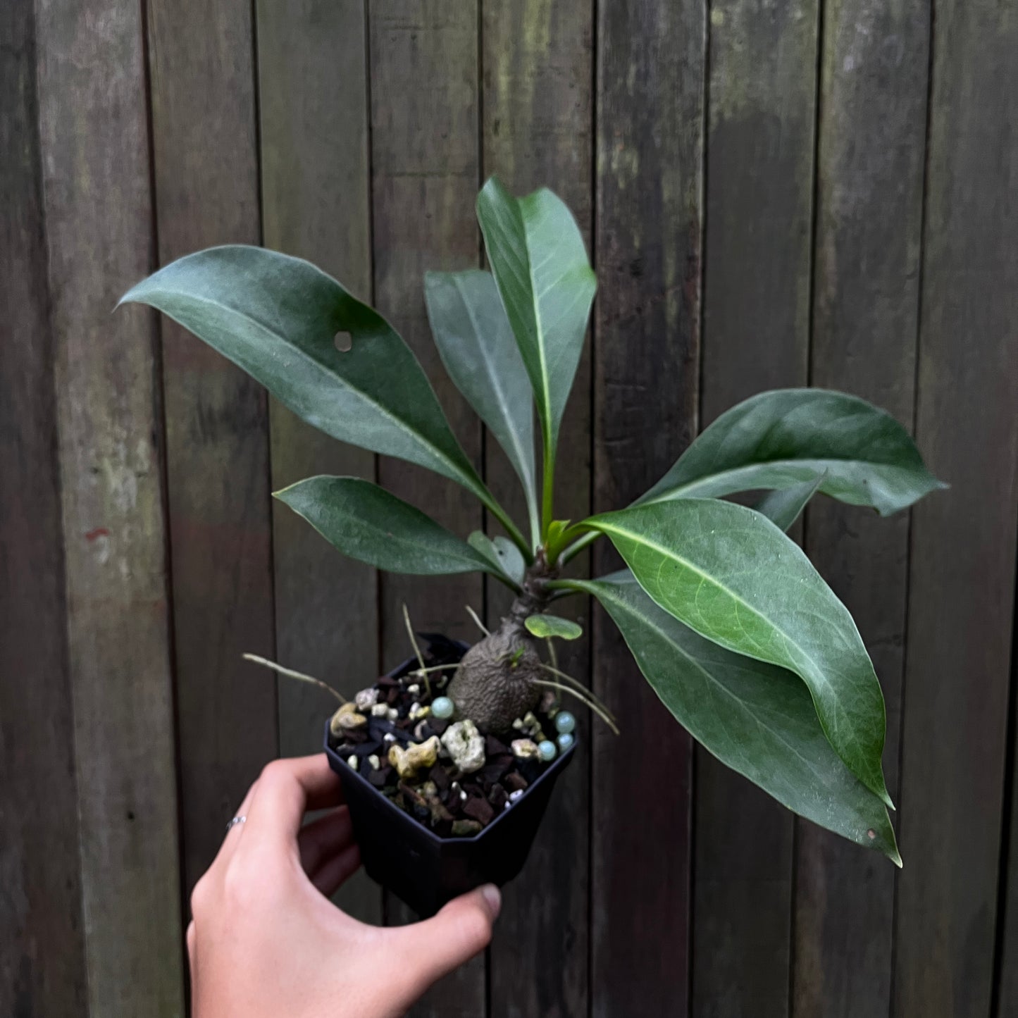 Myrmecodia aff Platytyrea 'Papua'