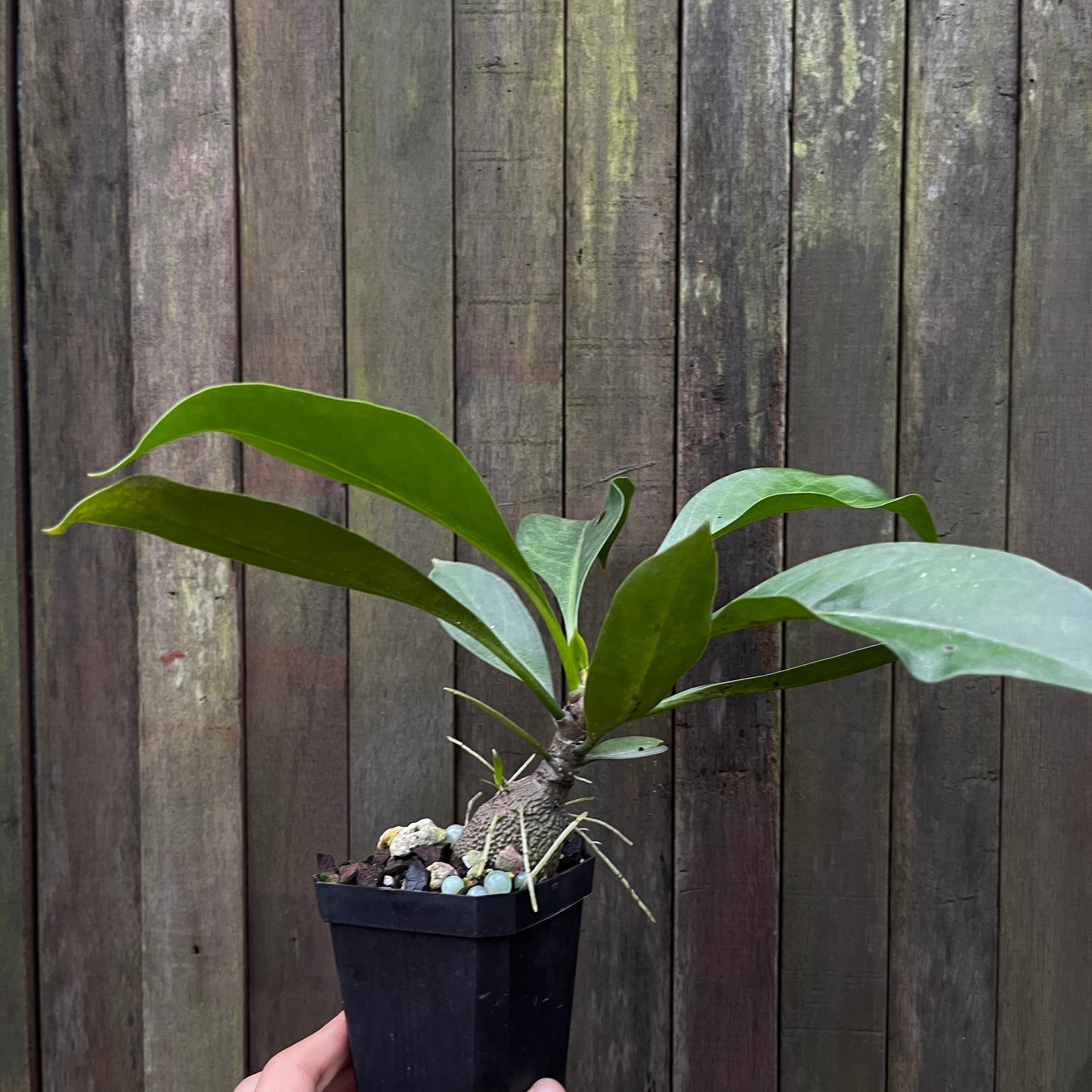 Myrmecodia aff Platytyrea 'Papua'