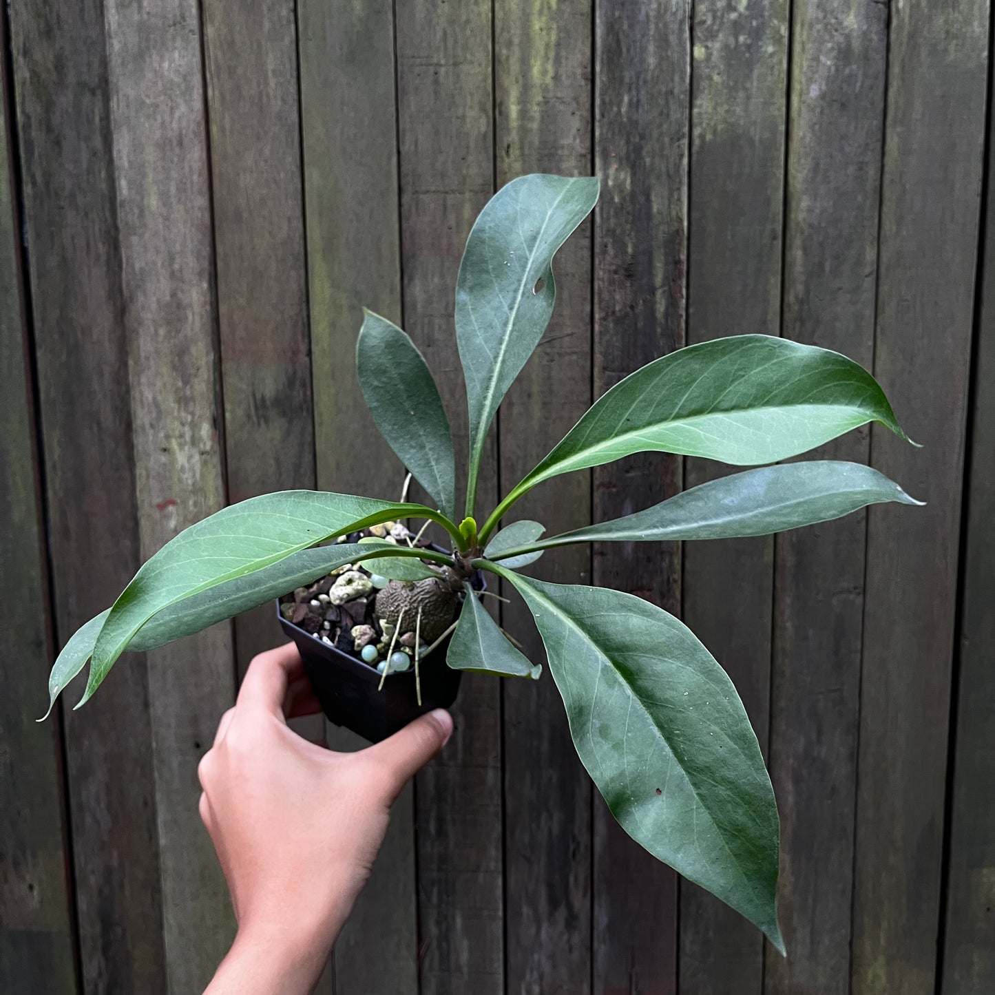 Myrmecodia aff Platytyrea 'Papua'