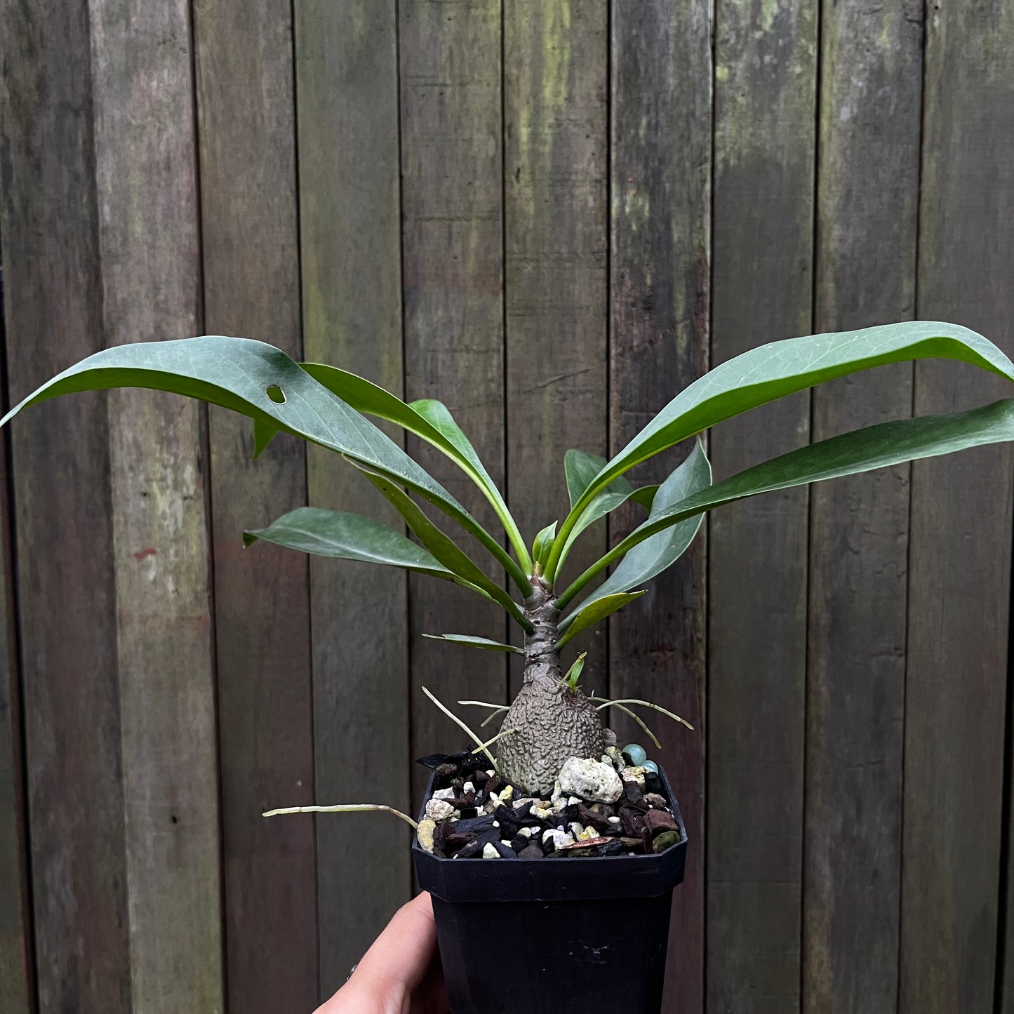 Myrmecodia aff Platytyrea 'Papua'