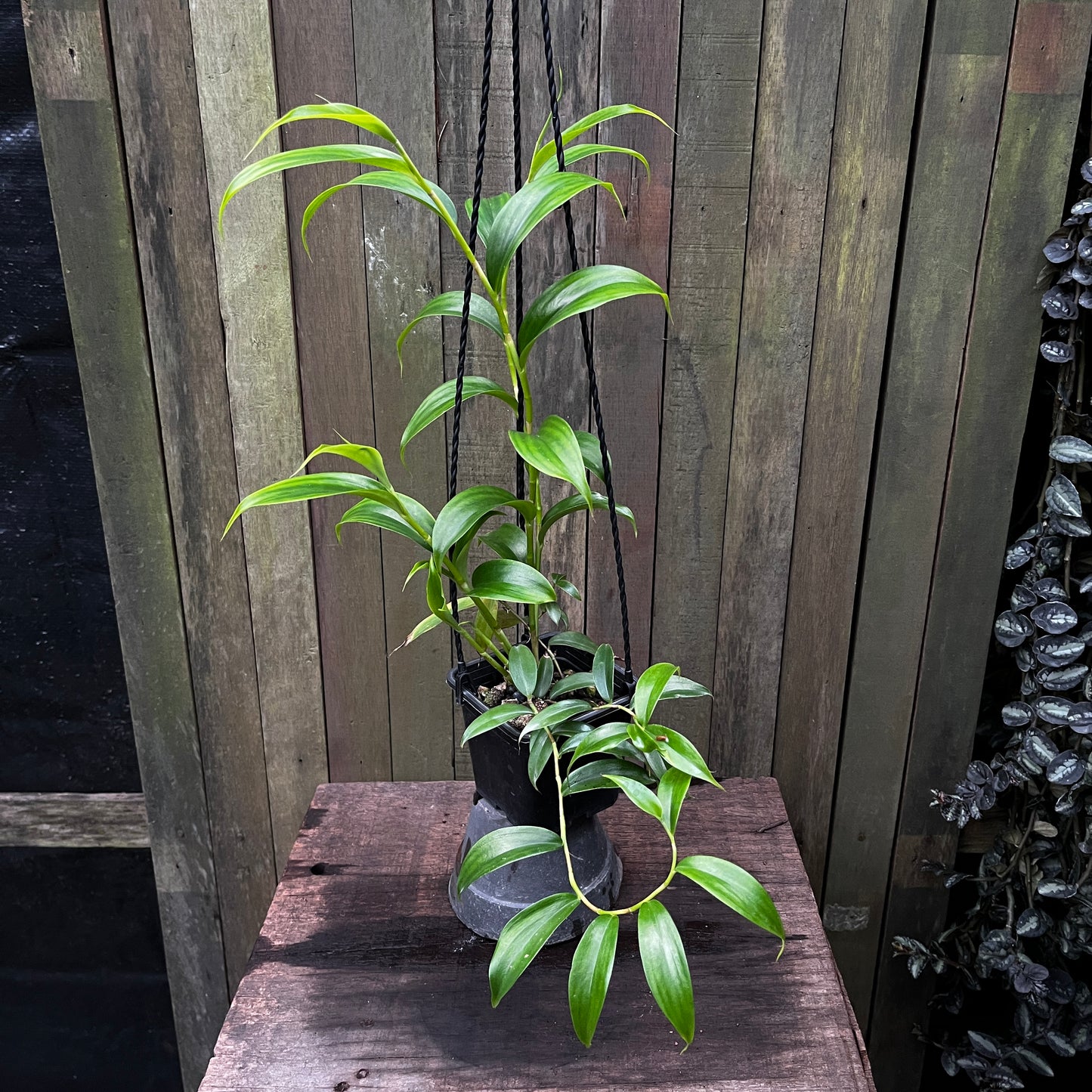 Costus Talbotii (A)