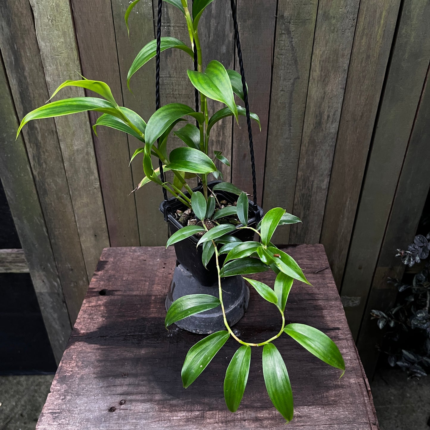 Costus Talbotii (A)