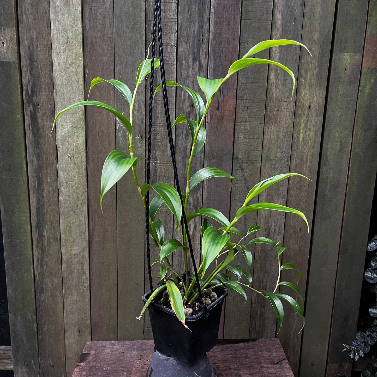 Costus Talbotii (A)