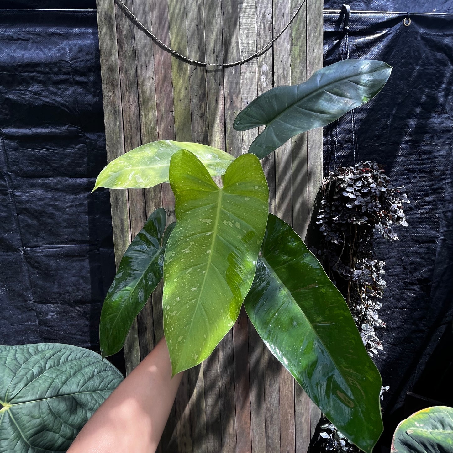 Philodendron Jose Buono (A)