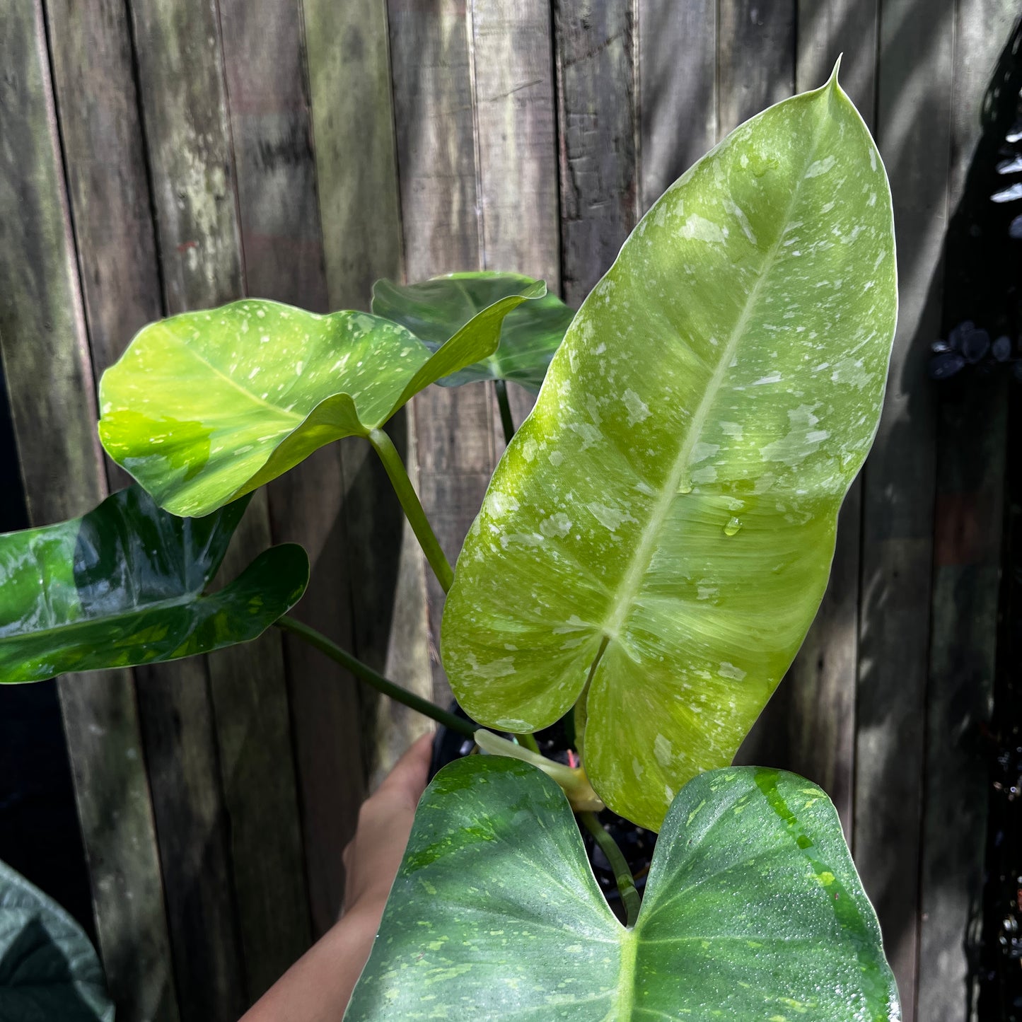 Philodendron Jose Buono (A)