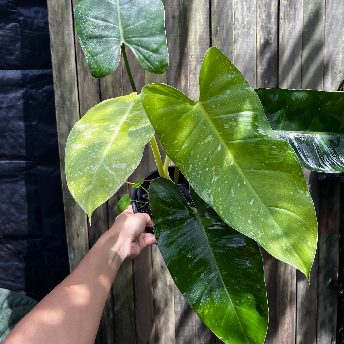 Philodendron Jose Buono (A)