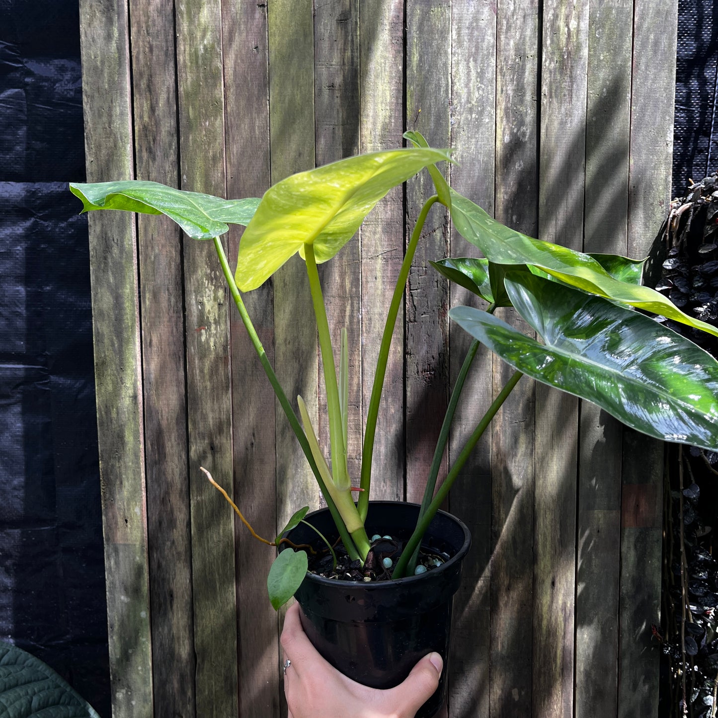 Philodendron Jose Buono (A)