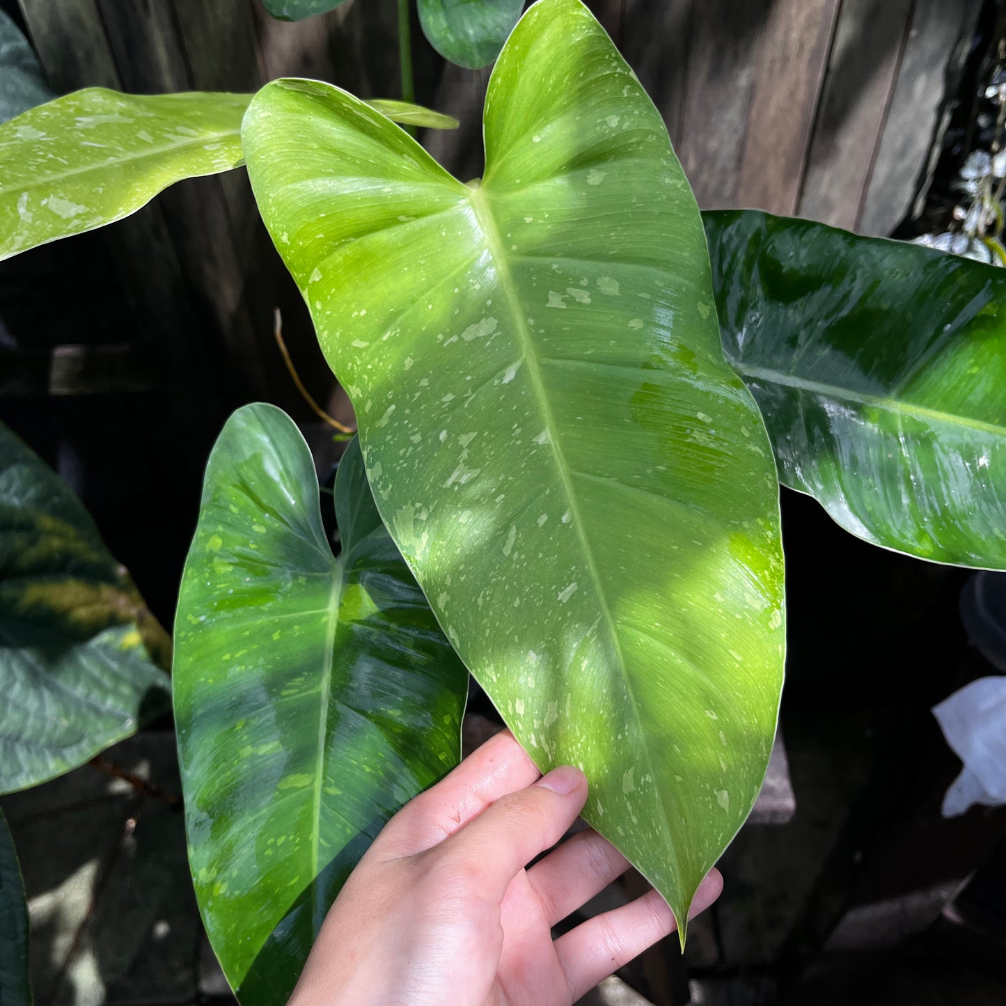Philodendron Jose Buono (A)