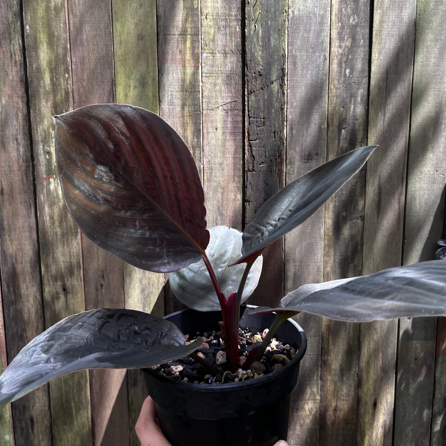 Homalomena sp
