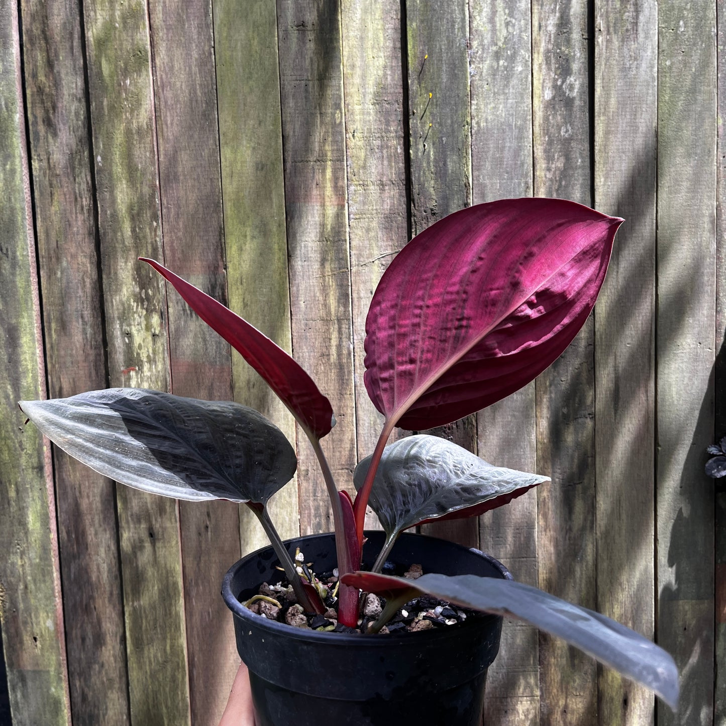 Homalomena sp