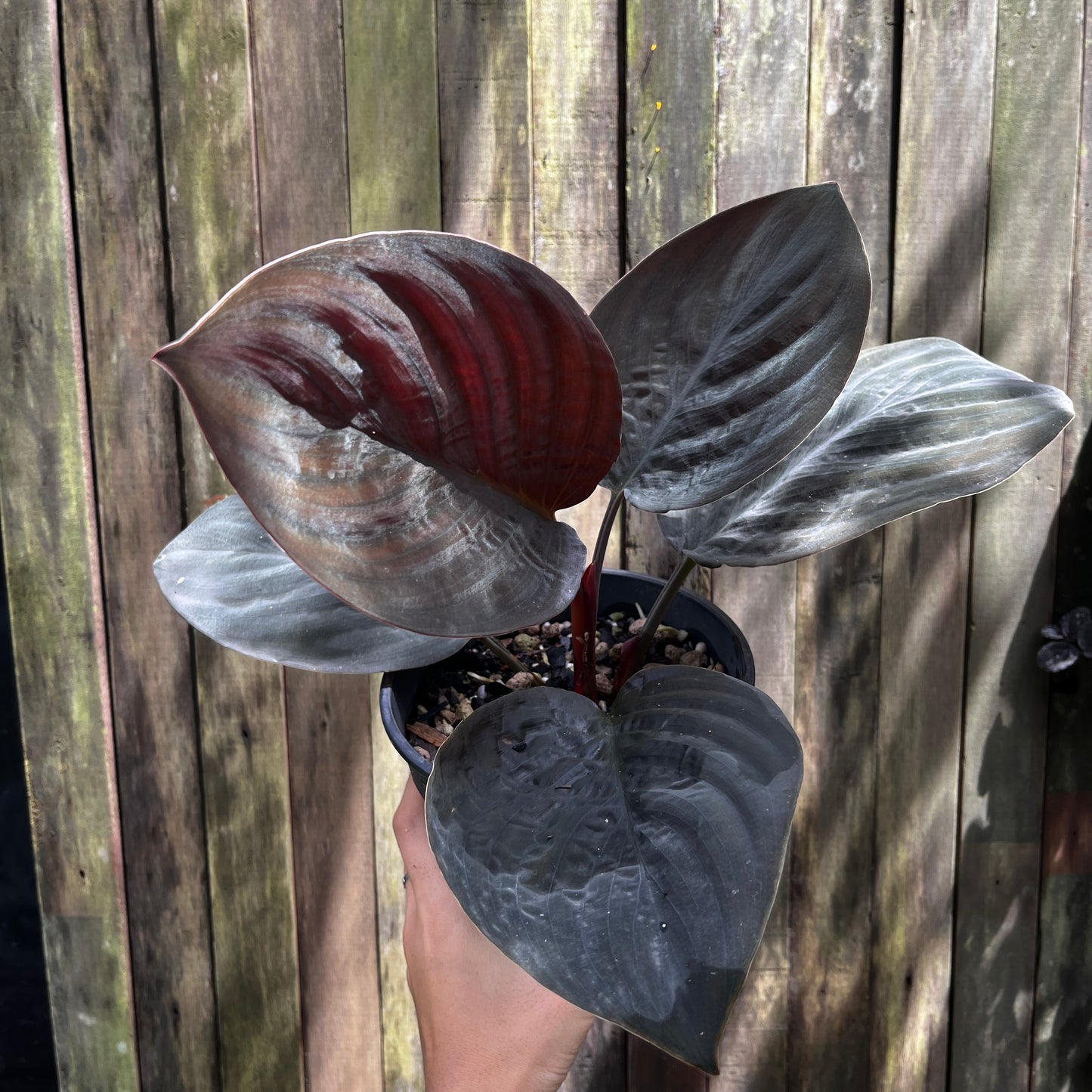 Homalomena sp