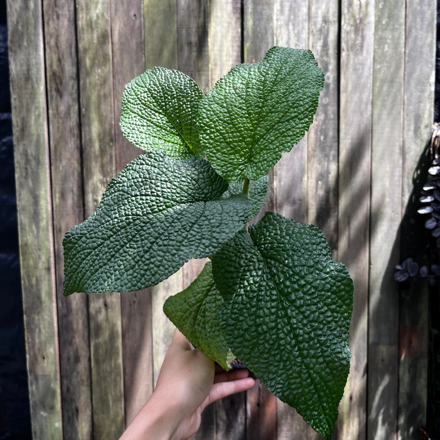 Piper Ulceratum