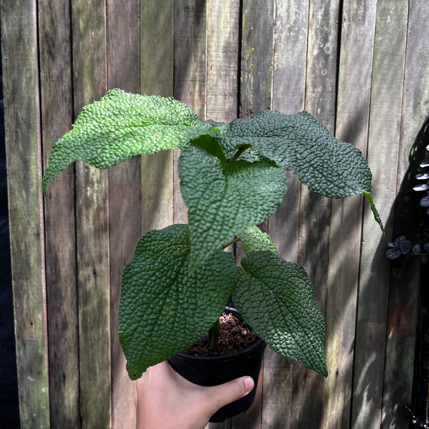 Piper Ulceratum