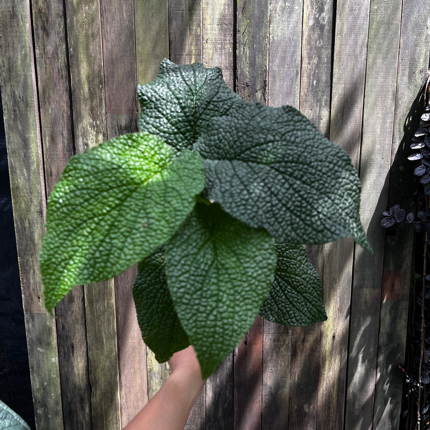 Piper Ulceratum