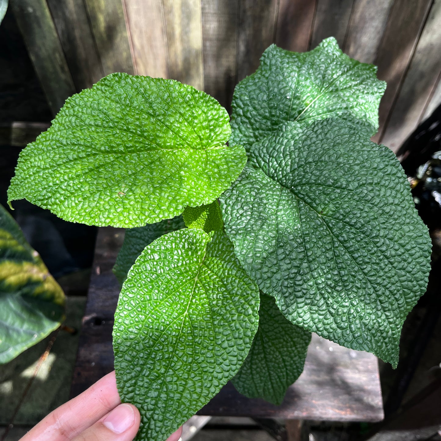 Piper Ulceratum