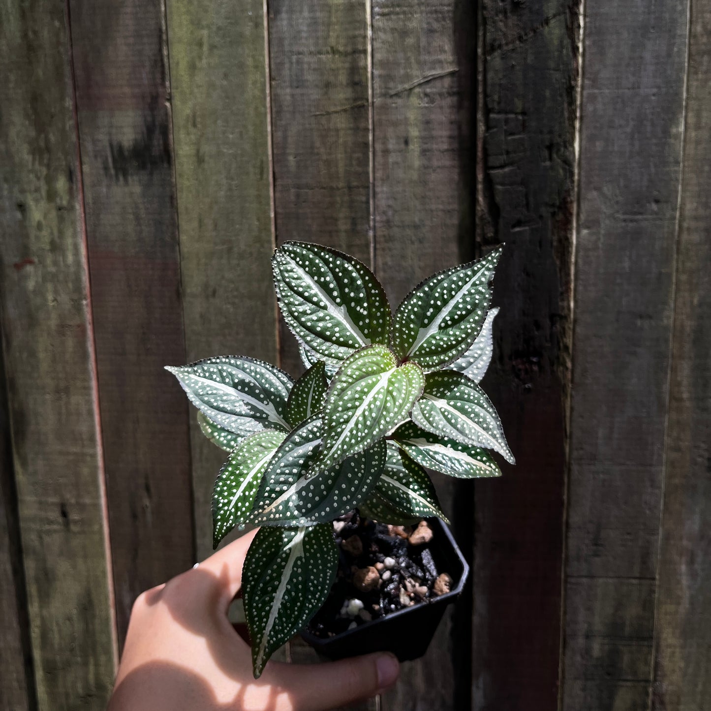Sonerila Maculata