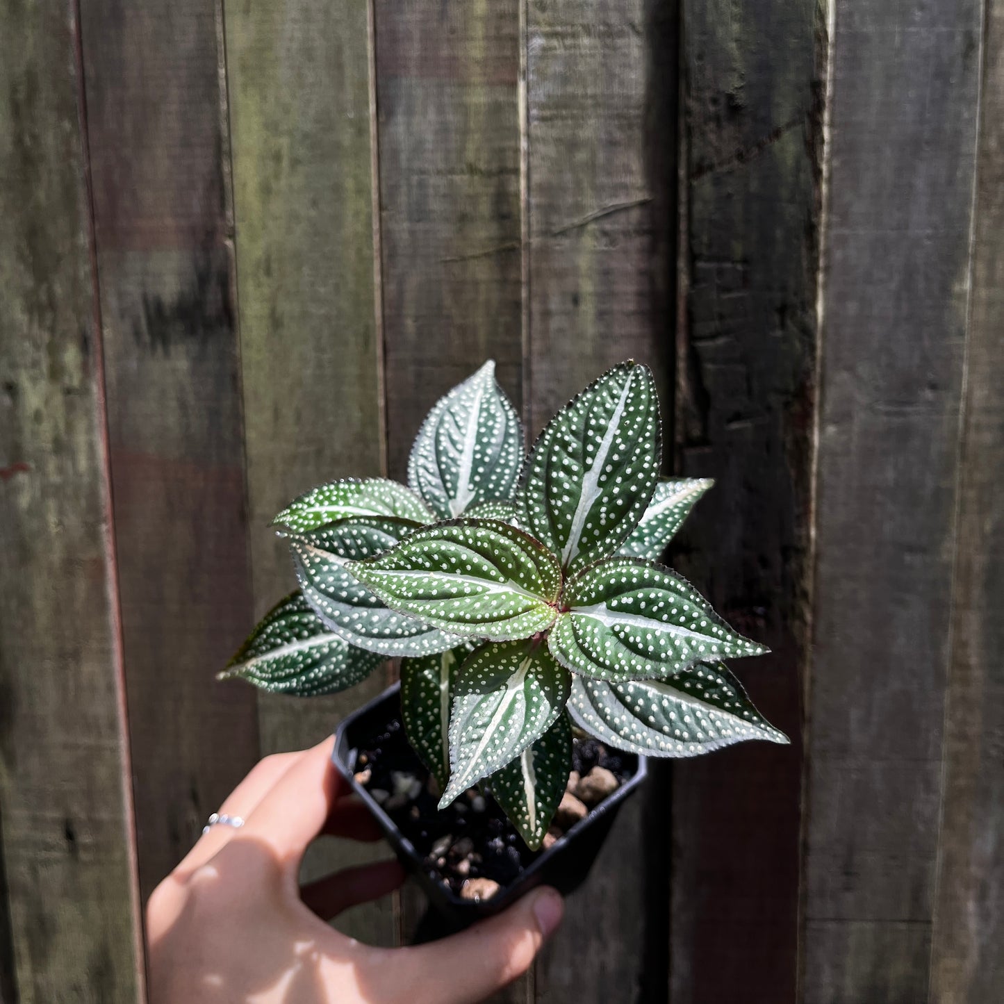 Sonerila Maculata