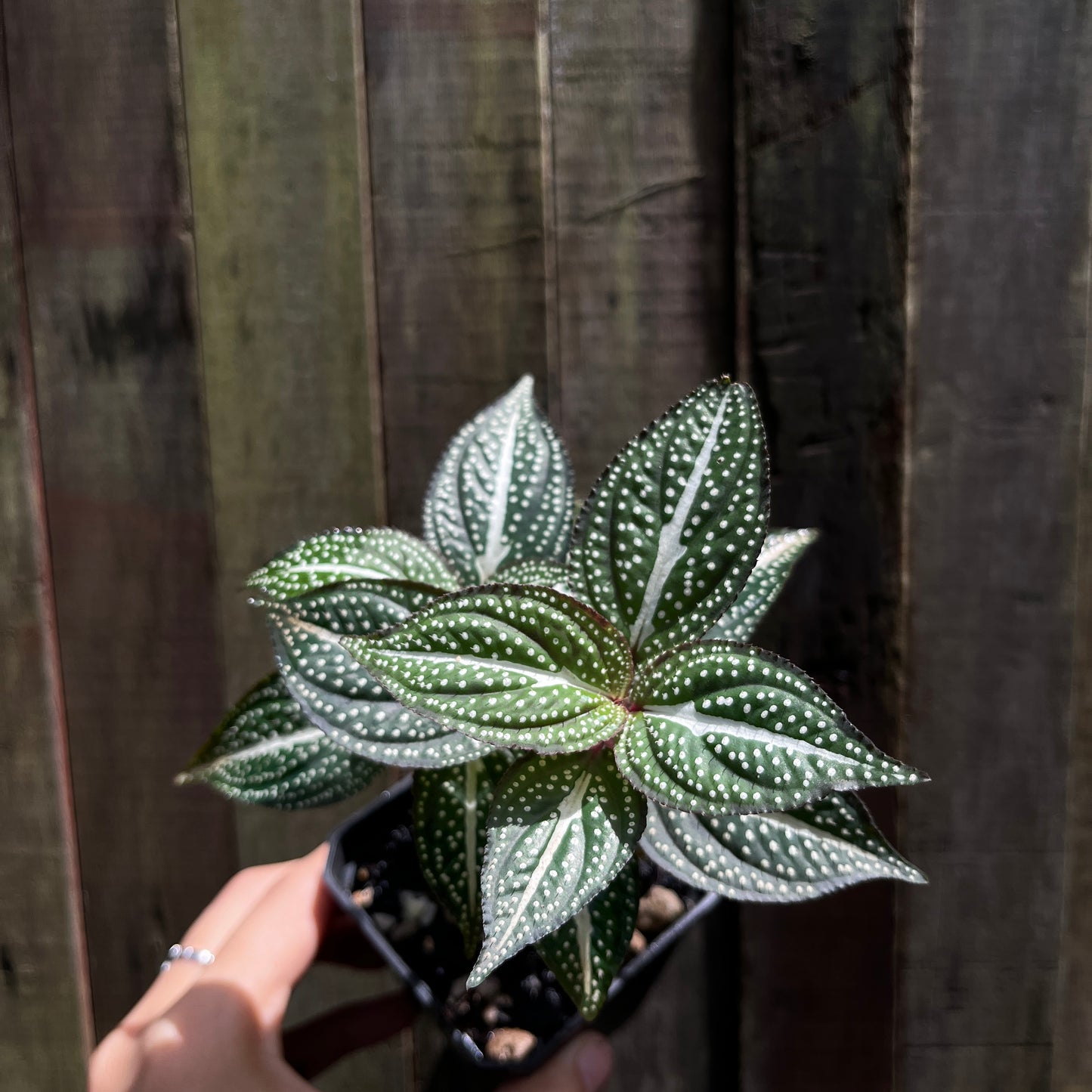 Sonerila Maculata