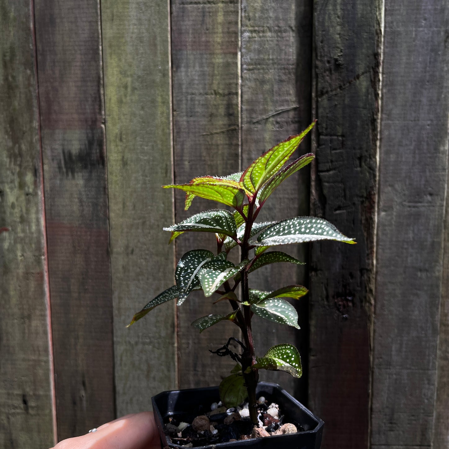 Sonerila Maculata