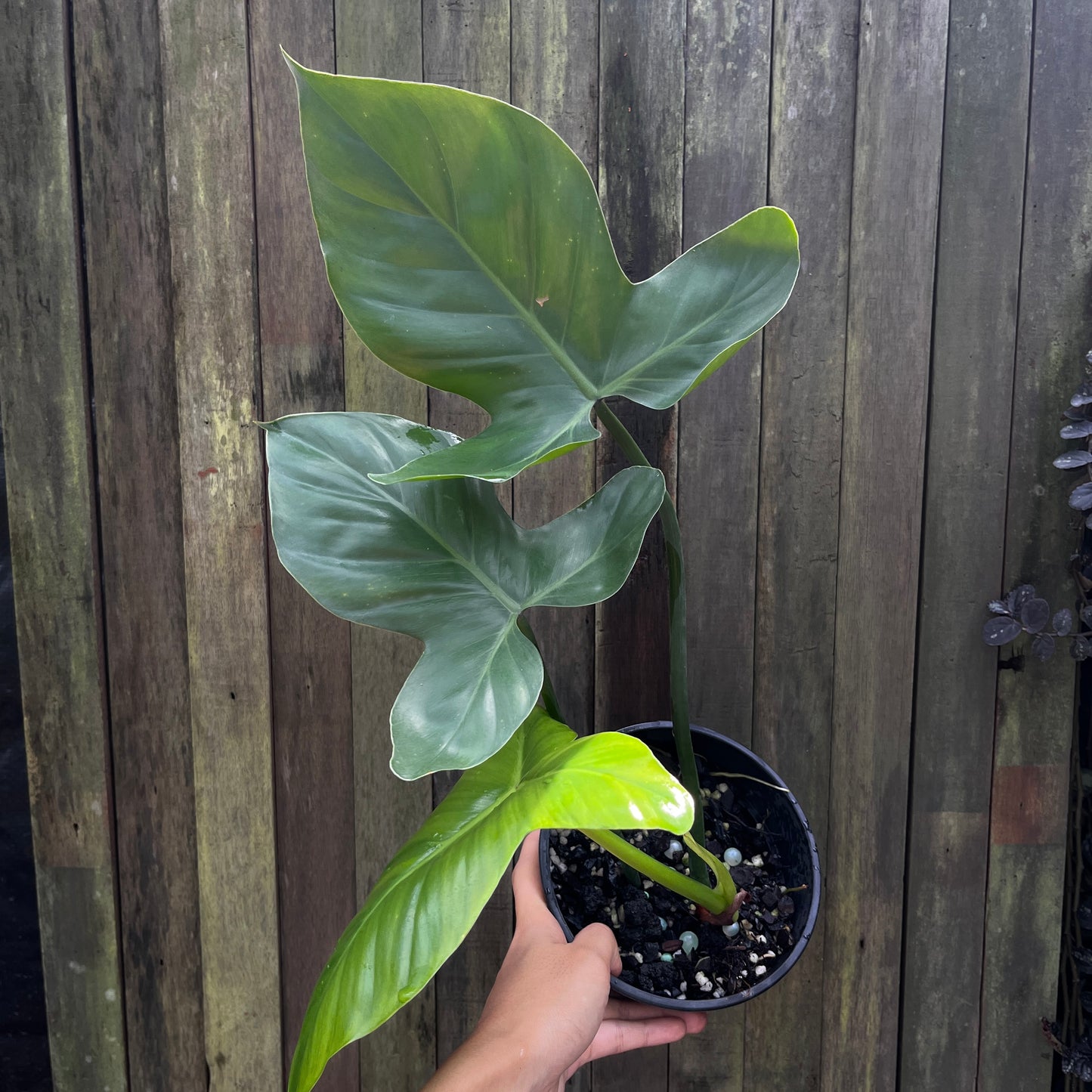 Philodendron Barrosoanum