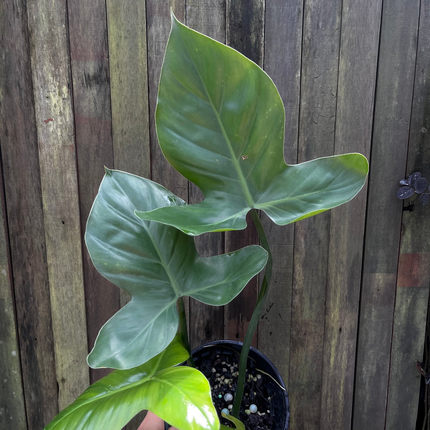 Philodendron Barrosoanum