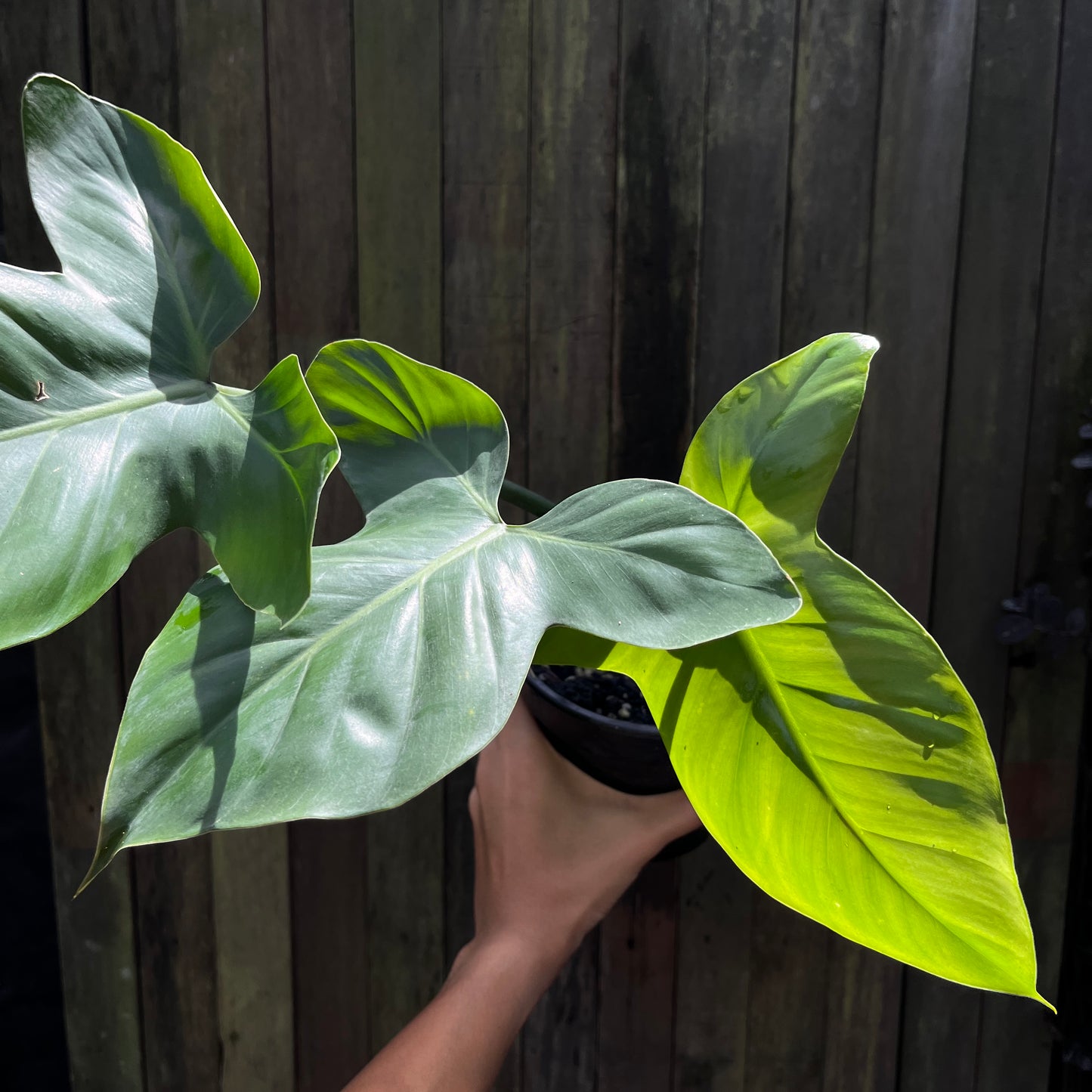 Philodendron Barrosoanum