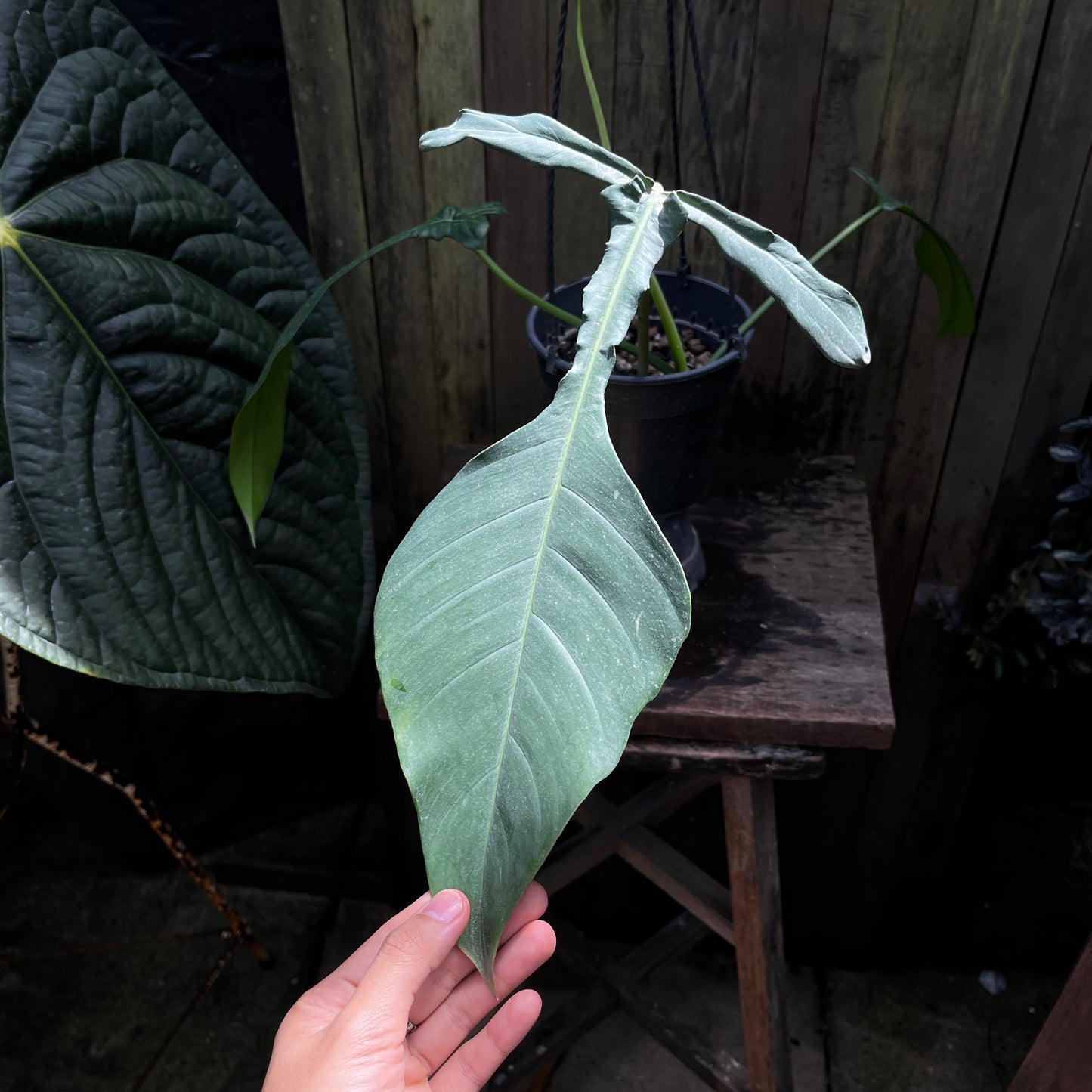 Philodendron Joepii