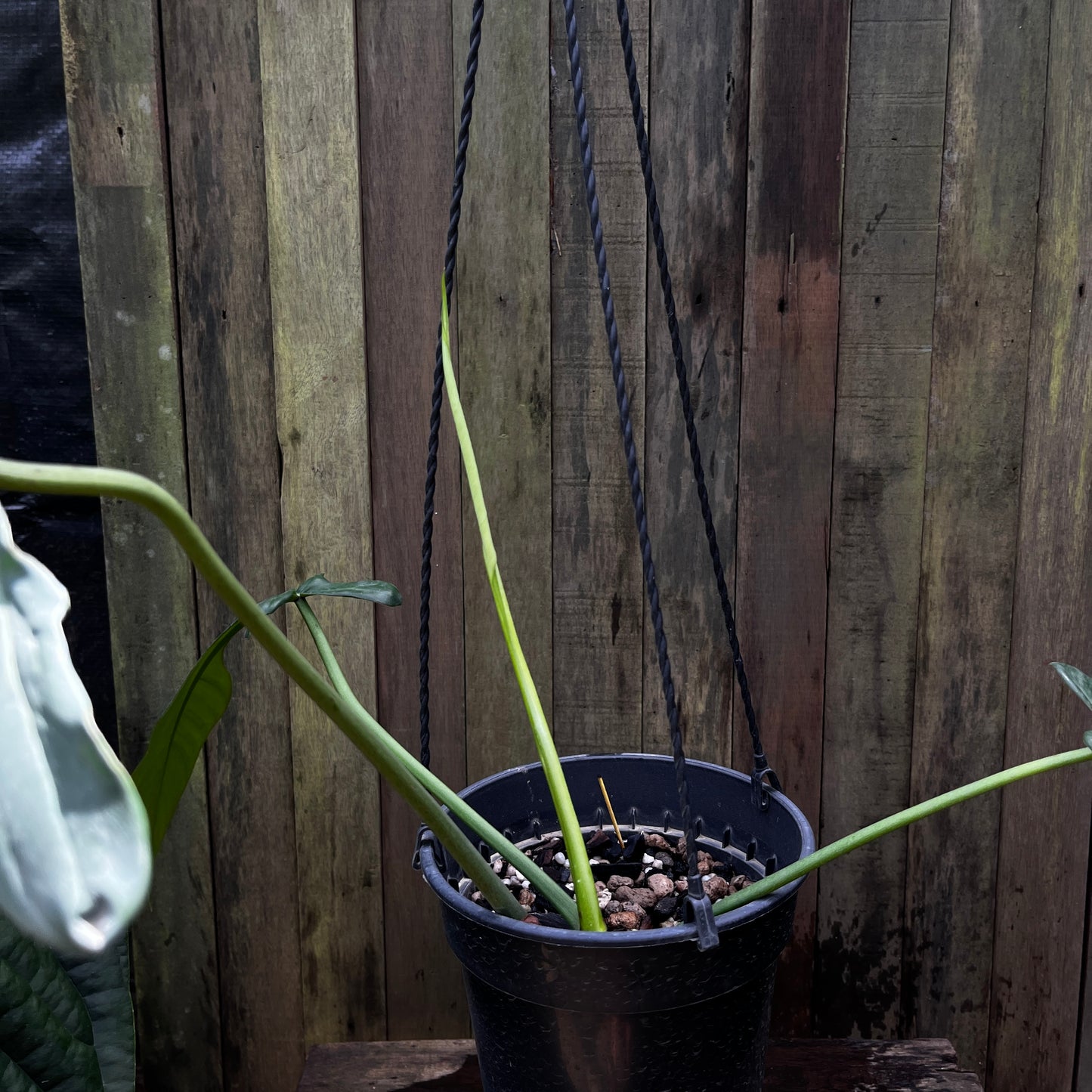 Philodendron Joepii