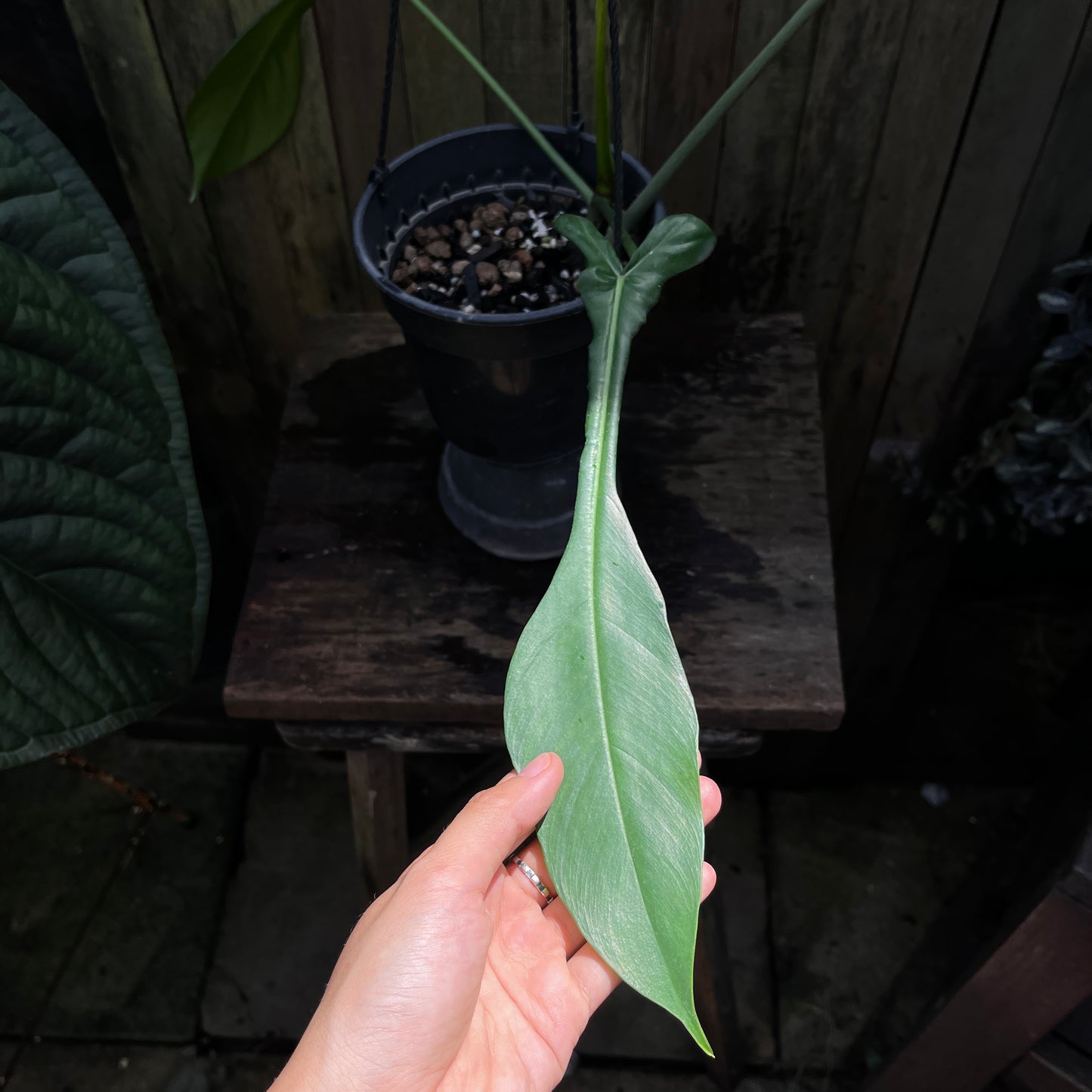 Philodendron Joepii
