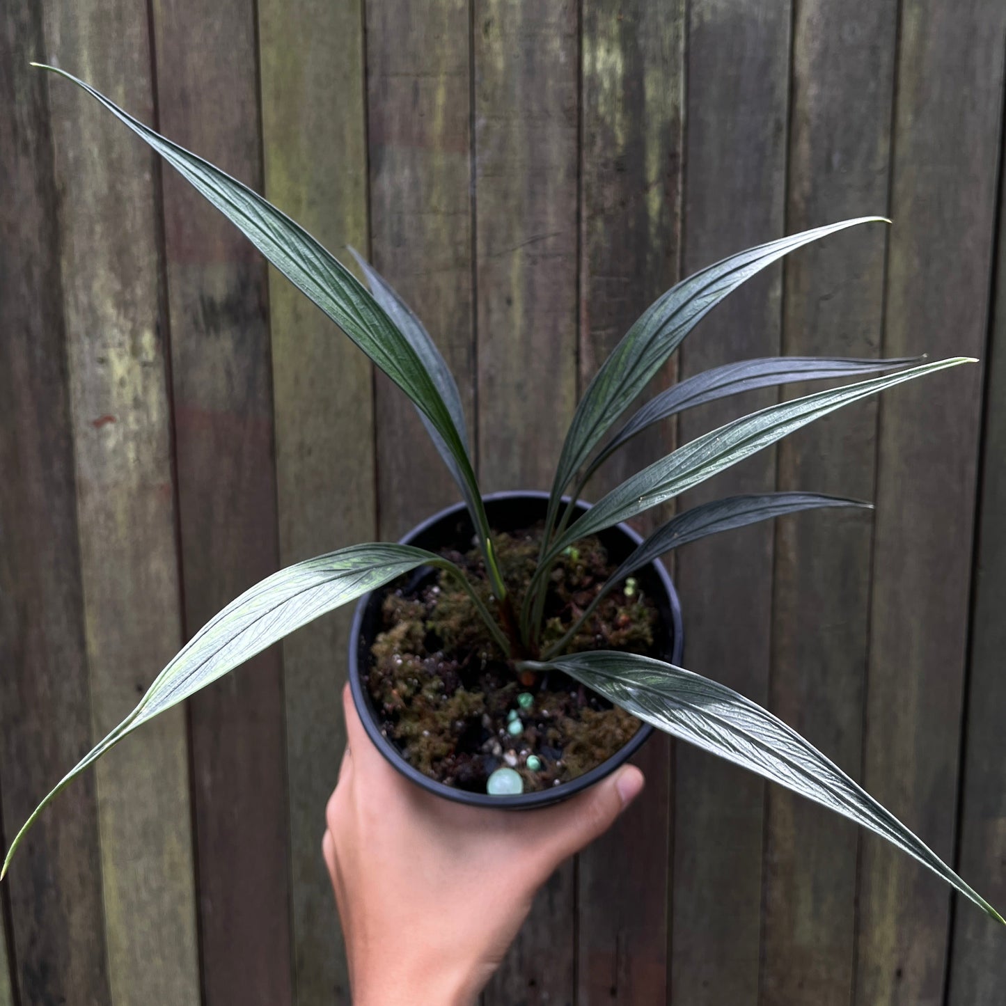 Aridarum Perisai